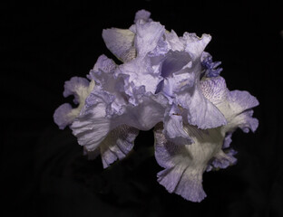 lilac and white iris flower on a blue background