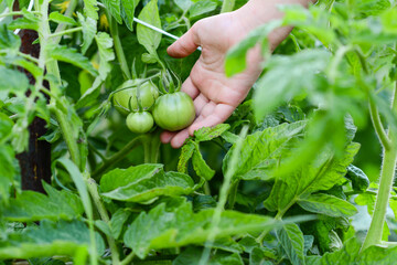 Tomatoes growing in a greenhouse. children hand picking fresh green organic tomatoes.