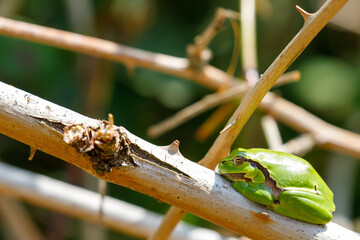 Tree frog in the dunes of the Amsterdam water supply Area / Boomkikker in de Amsterdamse Waterleiding Duinen (AWD)
