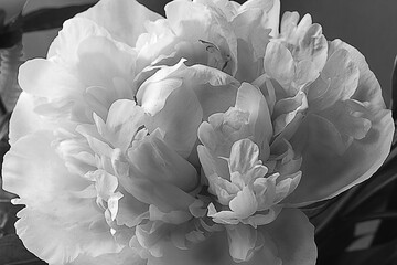 a light pink peony flower background in black and white