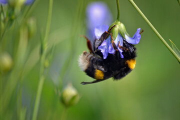 flax pollen 