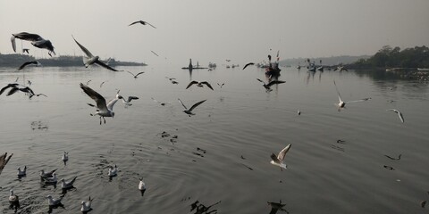 seagulls on the beach