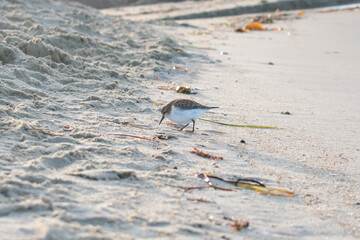 Gerbil bird on the background of a sandy beach