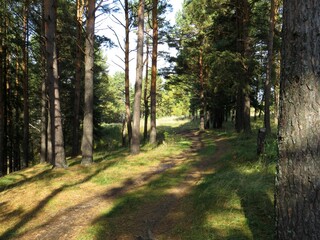 Fototapeta premium path in the woods