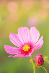 Obraz premium コスモス