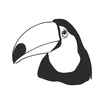 recommend clip art: toucan hand drawn vector llustration realistic sketch, Toucan bird, vector sketch illustration