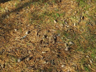 autumn leaves in the grass