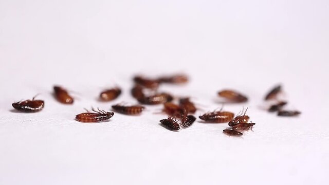 Fleas die from repellents, on a white background close-up. Destruction of parasites in pets.