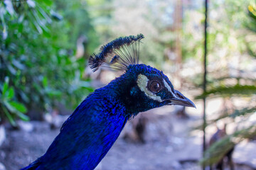 portrait of a peacock