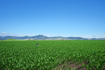 Fototapeta na wymiar young adult beautiful woman in corn field of rural landscape in sunny day