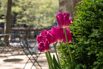 Dark Pink Tulips at Bryant Park during Spring in New York City