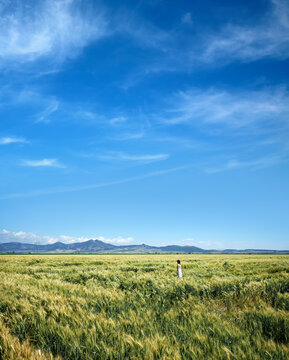agricultural image from shiny wheat field landscape and young adult woman under sunny blue sky