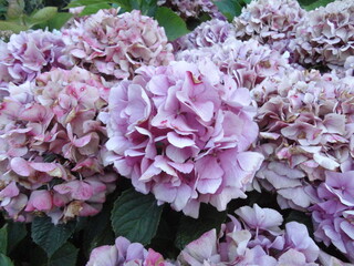 Hydrangea
