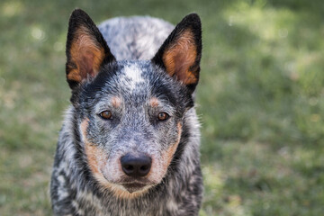 Young Australian Cattle Dog  (Blue heeler) looking at the camera closeup of his face