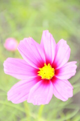 Obraz premium コスモス