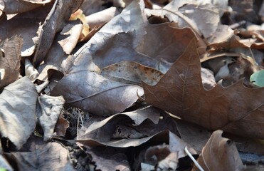 feuilles d'automne