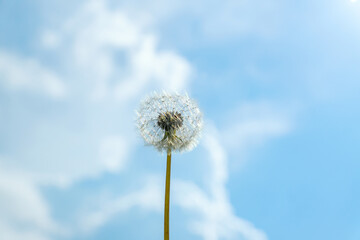 single fluffy dandelion againt summer blue sky background with clouds