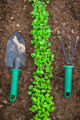 Fresh arugula bores in an outdoor garden. Organic. Farming. Vertical format