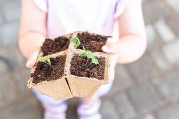 Arugula plants and kids hands outdoors. Agriculture and healthy.