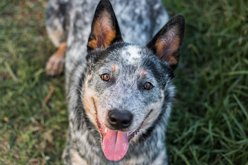 Naklejka na ściany i meble Young Australian Cattle Dog (Blue heeler) laying on the grass looking up at the camera mouth open closeup of his face mouth open