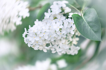 branch of blooming white lilac on a blurry defocused background close-up, spring flowering, parks in spring