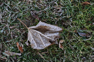 寒い冬の朝の公園にある草と霜
