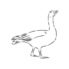 Hand drawn goose isolated. Engraved style vector illustration. Template for your design works. goose animal, vector sketch illustration