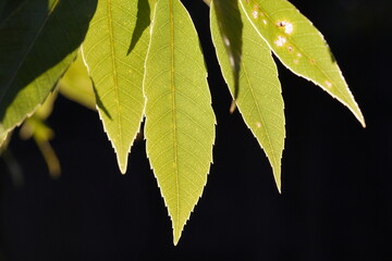 秋の公園の逆光の綺麗な葉っぱの形