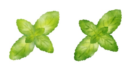 水彩タッチなミントの葉 © フユタチ