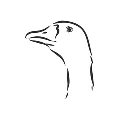 Hand drawn goose isolated. Engraved style vector illustration. Template for your design works. goose animal, vector sketch illustration