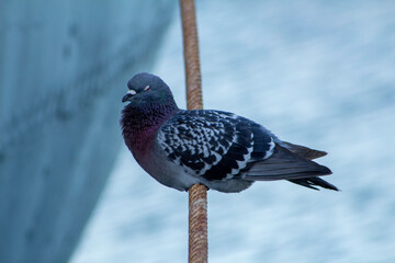 Spotted Dove on a rope 01