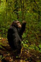 Common Chimpanzee ( Pan troglodytes schweinfurtii) portrait, Kibale Forest National Park, Rwenzori Mountains, Uganda.