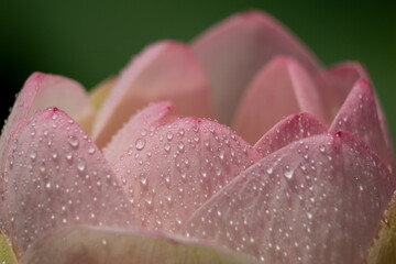 夏の咲いている綺麗なハスの花