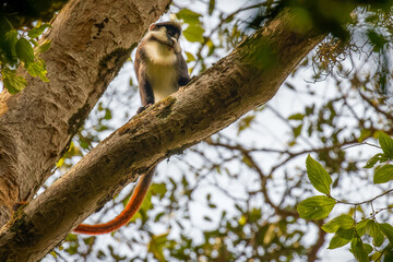 Red-tailed Monkey ( Cercopithecus ascanius), Kibale Forest National Park, Uganda.