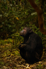 Common Chimpanzee ( Pan troglodytes schweinfurtii) portrait, Kibale Forest National Park, Rwenzori Mountains, Uganda.