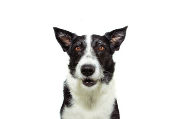 Attentive and clever border collie dog looking at camera. Isolated on white background.