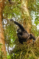 Common Chimpanzee ( Pan troglodytes schweinfurtii) sitting in a tree reaching for food, Kibale Forest National Park, Rwenzori Mountains, Uganda.