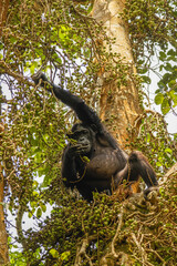Common Chimpanzee ( Pan troglodytes schweinfurtii) sitting in a tree eating, Kibale Forest National Park, Rwenzori Mountains, Uganda.