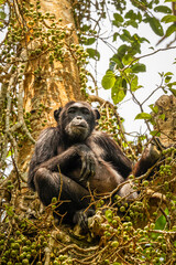 Common Chimpanzee ( Pan troglodytes schweinfurtii) sitting in a tree looking at the camera, Kibale Forest National Park, Rwenzori Mountains, Uganda.