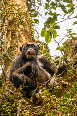 Common Chimpanzee ( Pan troglodytes schweinfurtii) sitting in a tree showing his tongue, Kibale Forest National Park, Rwenzori Mountains, Uganda.