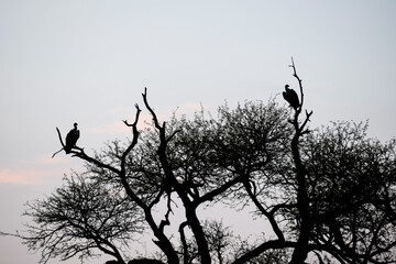 Two vultures sitting in a tree in the African bush.