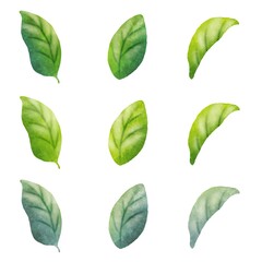 水彩風な葉っぱのイラスト素材