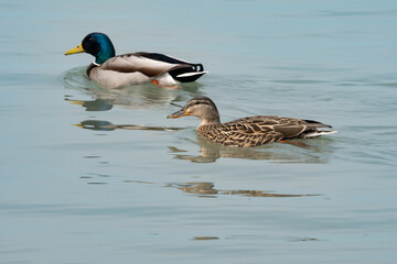 mallard male female couple swimming in water