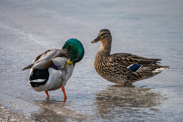 mallard duck couple in water