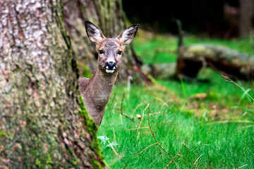 Reh ( Capreolus capreolus ).