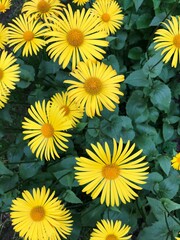 Beautiful yellow daisies in the Park macro