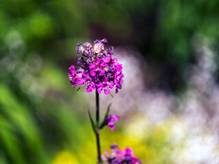 purple flowers in the garden