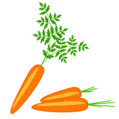 Carrot. Isolated vector image on a white background. Clipart