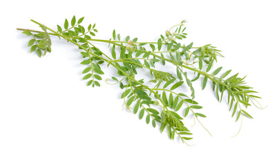 lentil plant or Lens culinaris or Lens esculenta. With flowers isolated.