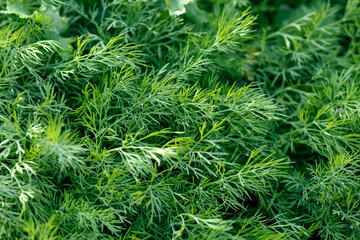 fresh dill herb growing on the vegetable bed in kitchen garden